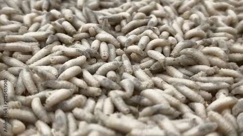 maggot worms crawl and move on a surface in a close-up view during daytime