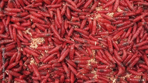 Red maggot worms crawl and move on a surface in a close-up view during daytime