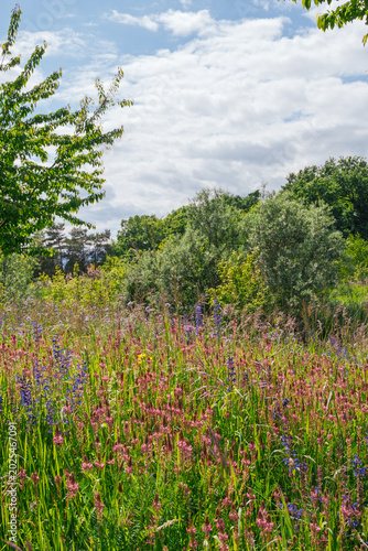 Foto Prairie fleurie et végétation sauvage au bord du Lac des Vernes à Meyrin, Genève