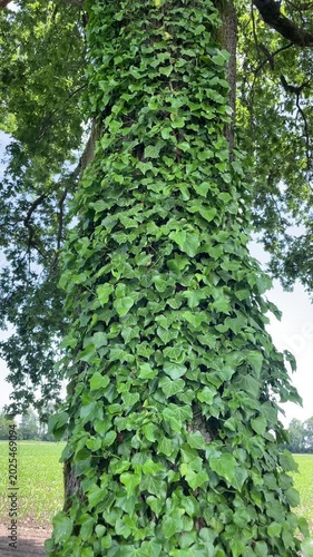 Lush Ivy Enveloping a Tree Trunk: A majestic tree trunk is completely covered in a dense, vibrant green ivy, showcasing the beauty of nature's embrace.