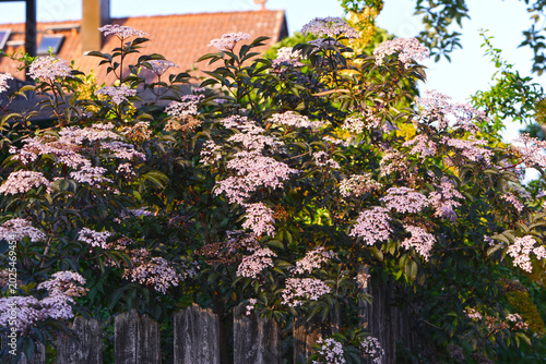 Obraz na plátne Holunder, Fliederbeere, Duftholunder - Sambucus nigra f