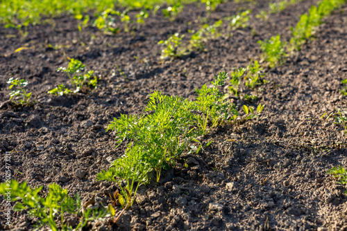 Small carrots are growing in neat rows on a sunny day in a field situated in the countryside of North America