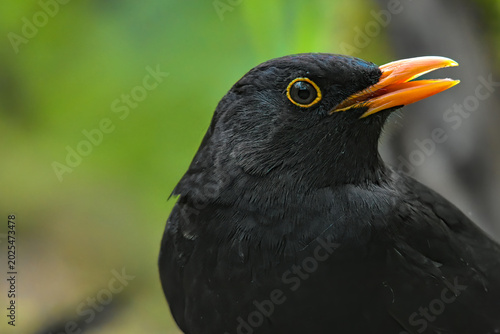 Close Up Profile Of A Blackbird With Orange Beak Open Against A Soft Green Blurred Background