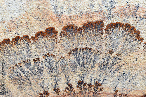 Photos Various forms of dendrites in sandstone