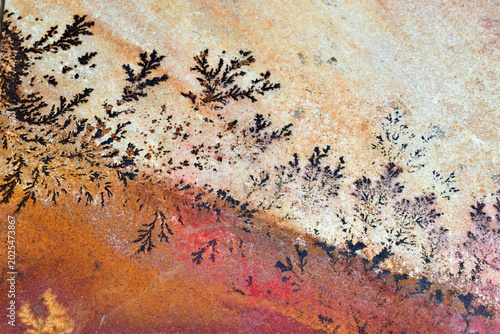 Various forms of dendrites in sandstone
