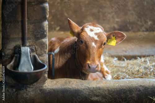 Young brown calf resting inside traditional rural dairy barn on livestock farm