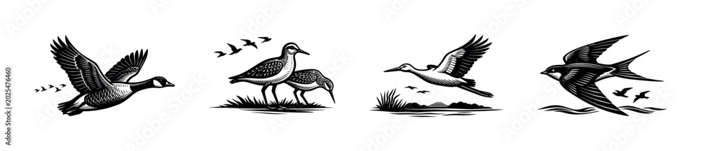 Fototapeta premium Collection of diverse birds in flight and on land, rendered in woodcut style
