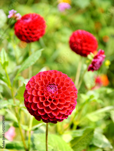 Fotografie Colorful pompon dahlia flowers blooming in a garden with selective focus on the