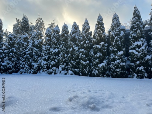 Snow covers tall evergreen trees in a quiet yard at sunset, with a soft blanket of white on the ground and a cloudy sky above