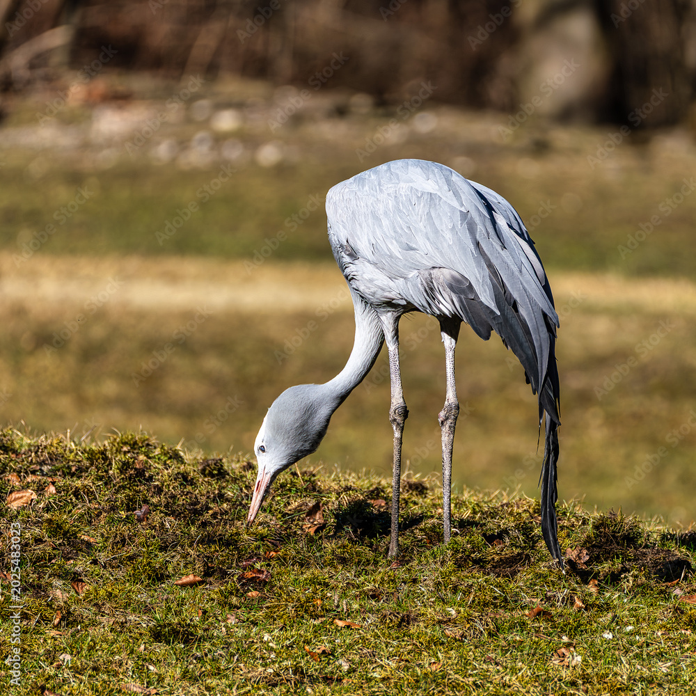 Fototapeta premium The Blue Crane, Grus paradisea, is an endangered bird
