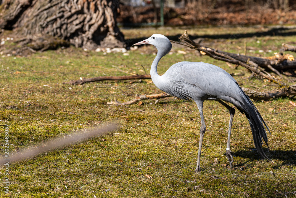 Fototapeta premium The Blue Crane, Grus paradisea, is an endangered bird