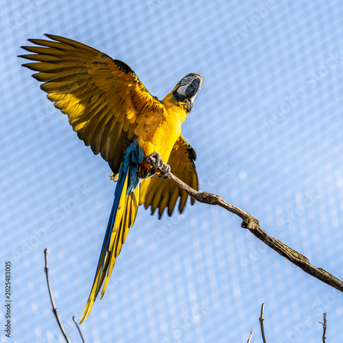 The Blue-and-yellow Macaw, Ara ararauna is a large South American parrot