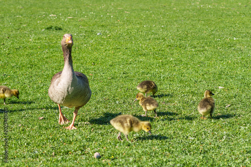 Fotografia Family of greylag geese, Anser anser with small babies.