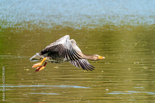 Foto The flying greylag goose, Anser anser is a species of large goose