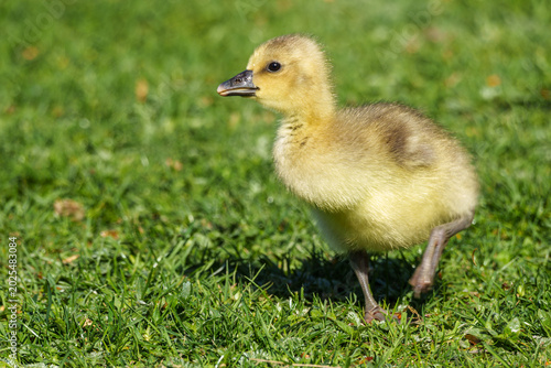 Bild auf Leinwand Beautiful yellow fluffy greylag goose baby gosling in spring, Anser anser