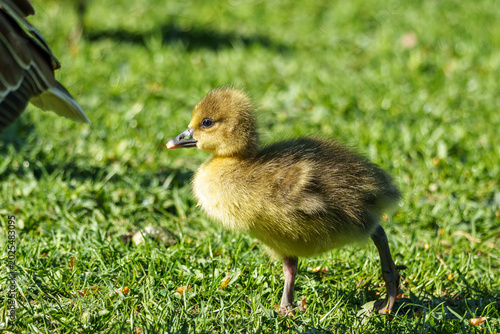 Fotografia Beautiful yellow fluffy greylag goose baby gosling in spring, Anser anser
