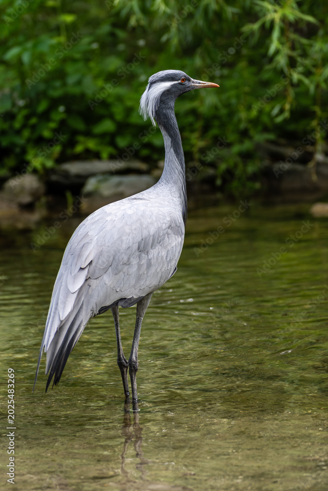 Fototapeta premium The Blue Crane, Grus paradisea, is an endangered bird