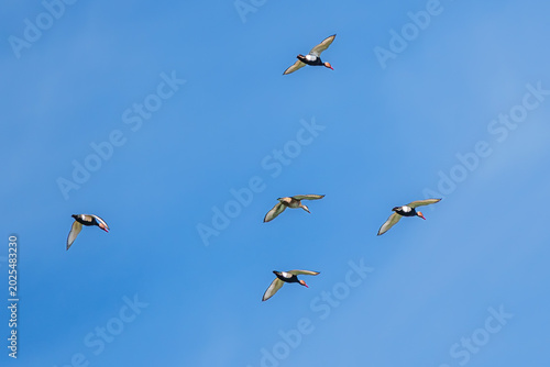 Tableau sur toile Red-crested Pochard, Netta rufina flying over a lake at Munich, Germany