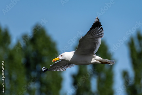 Photos The European Herring Gull, Larus argentatus is a large gull