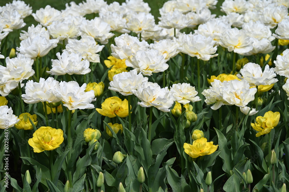 Fototapeta premium Tulpen, Tulipa spp., Tulpensorten, Beet, Garten