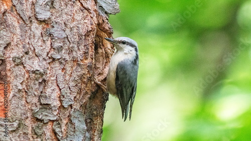 Photos great spotted woodpecker