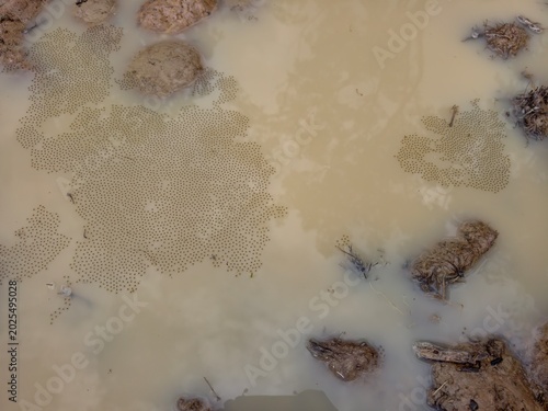 Quadro su tela Frog eggs floating in the water.
