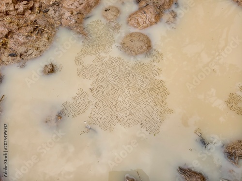 Foto Frog eggs floating in the water.