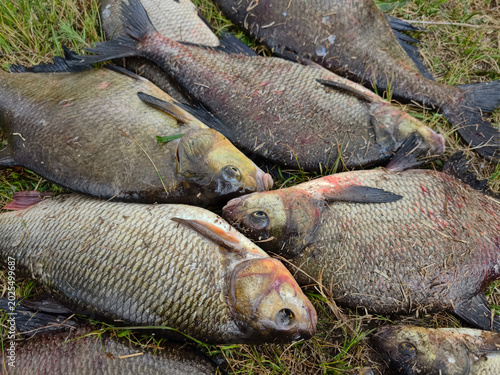 Konstfotografi Several fish lie on the ground after being caught during a fishing trip