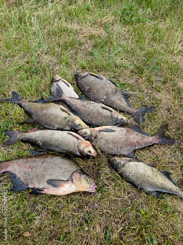 Foto Several fish lay on the grass after being caught during a fishing trip