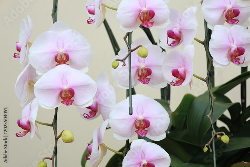 Tableau sur toile 開花した胡蝶蘭のアップ