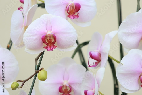 Tableau sur toile 開花した胡蝶蘭のアップ
