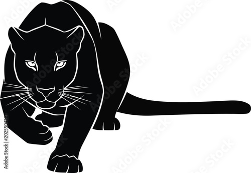 Photography Black panther crawling on white background