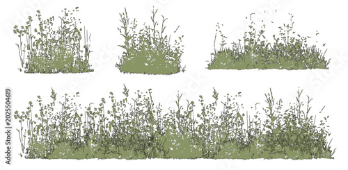 Fotografia Vector set of colorful ornamental grasses in elevation view for architectural dr