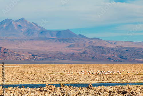 Flamingos gather and feed in shallow desert waters at Chaxa Lagoon in the Atacama Desert of northern Chile
