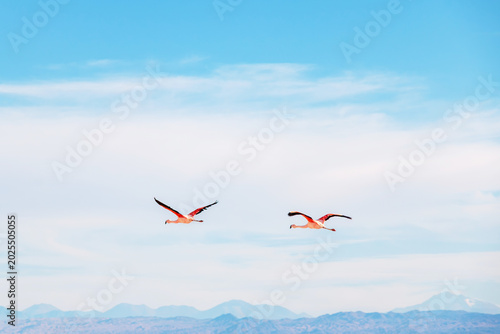 Two flamingos fly gracefully above the Andean landscape near Chaxa Lagoon in the Atacama Desert of northern Chile