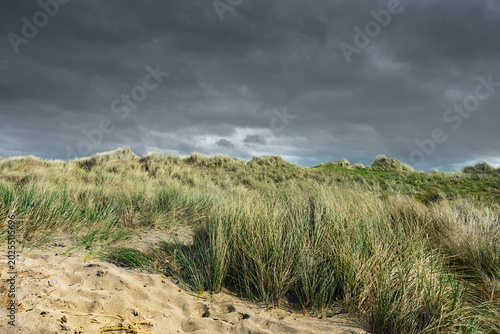 Obraz na płótnie Coastal sand dunes with Marram grass under a dramatic dark sky at Ballyheigue beach, County Kerry, Ireland