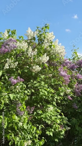 Beautiful Purple And White Lilac Bushes Video
