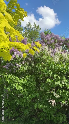 Beautiful Blooming Lilac And Maple Trees Video