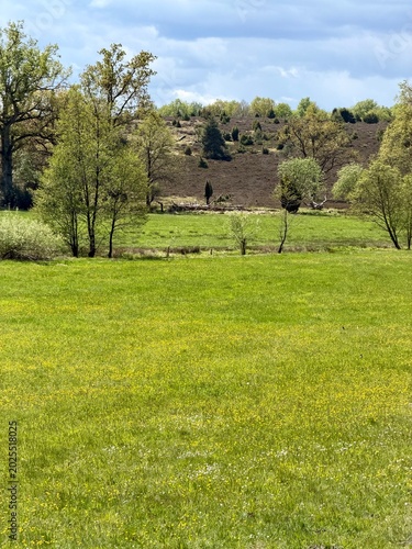 Frühling Lüneburger Heide