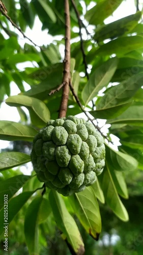 Fresh Sugar Apple Fruit on Tree with Green Tropical Leaves