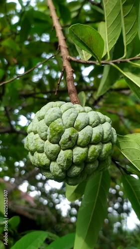 Fresh Sugar Apple Fruit on Tree with Green Tropical Leaves