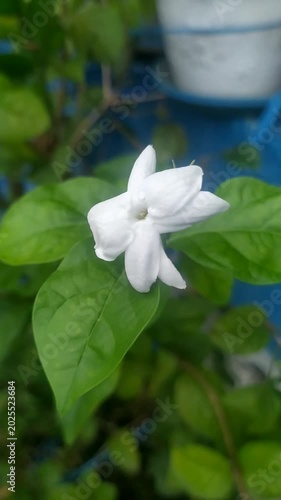 Video of white flowers in the garden