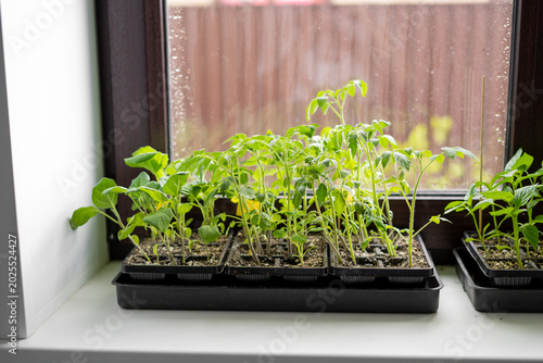 Bild auf Leinwand Assorted seedlings growing on windowsill during spring for vegetable garden