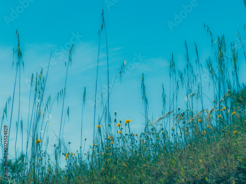 grass and blue sky