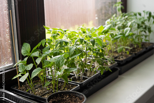 Foto Assorted seedlings growing on windowsill in spring for vegetable garden