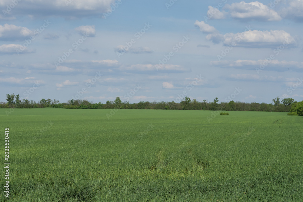 Fototapeta premium Green winter wheat growing in large agricultural field surrounded by trees in countryside landscape.