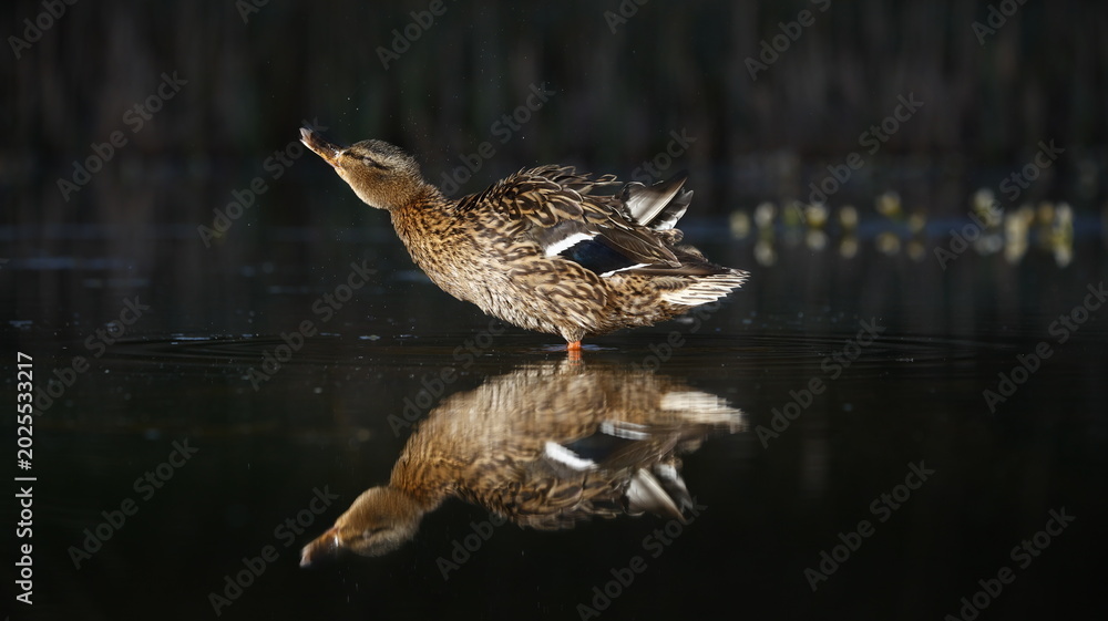 Fototapeta premium Female mallard peening on the pond
