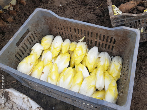 Photos endives