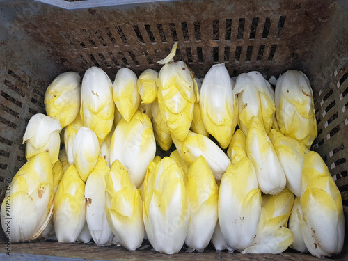 Photos endives