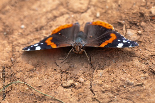 Photos Red Admiral Butterfly Vanessa atalanta
